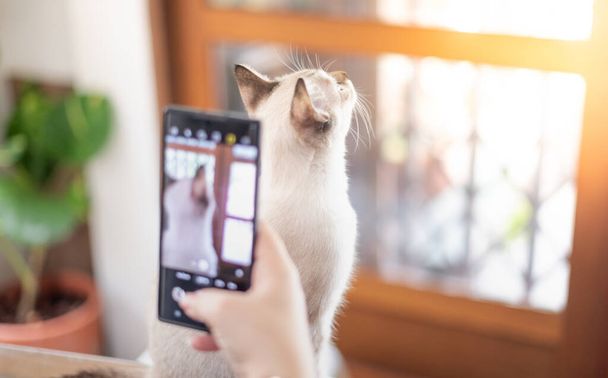Die Hundebesitzerin macht ein Foto mit ihrer weißen Katze mit dem Smartphone im Wohnzimmer, um sich während der Quarantäne und der Arbeit von zu Hause aus zu entspannen. Fokus auf das Smartphone. - Foto, Bild