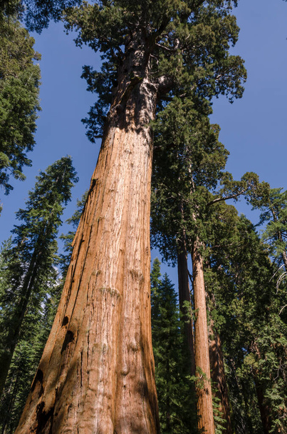 Ландшафт і дерева Національного парку Секвоя в Каліфорнії в об'єднаних штатах Америки. - Фото, зображення