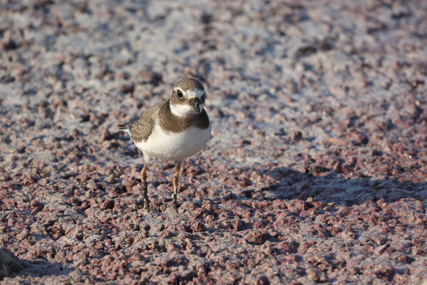 Charadrius dubius walks in shallow water in search of food. - Photo, Image
