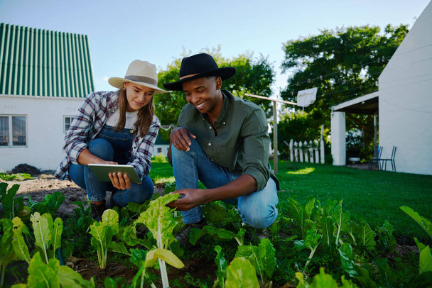 Mixed race male and female farmers working in vegetable patch - Fotoğraf, Görsel