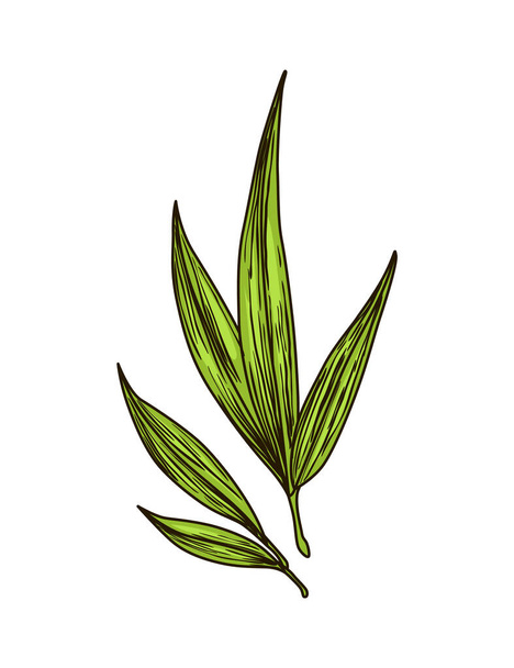 Cane sugar. Sugarcane plant. Engraving hand drawn natural organic food or natural ingredient. Fresh sugar bamboo - Διάνυσμα, εικόνα