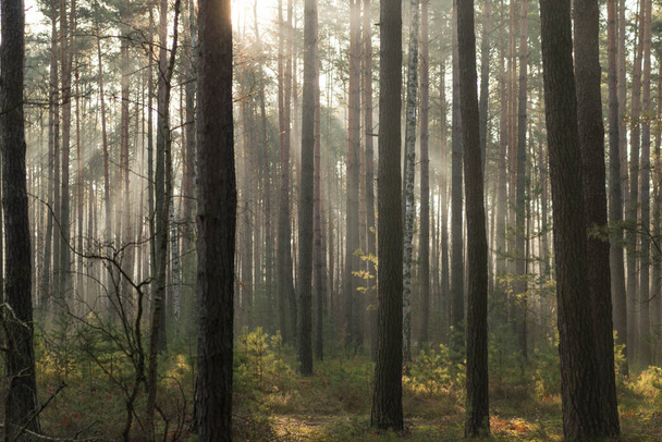 Vysoký borový les. Je zamlžené podzimní ráno. Mezi stromy se zvedá mlha ozářená slunečními paprsky. - Fotografie, Obrázek