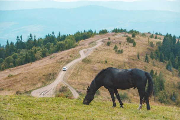 negro caballo comer hierba en montañas campo copia espacio - Foto, Imagen
