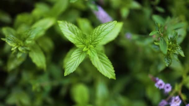 Close-up van verse groene munt plant met een bloem groeien in de moestuin - Video