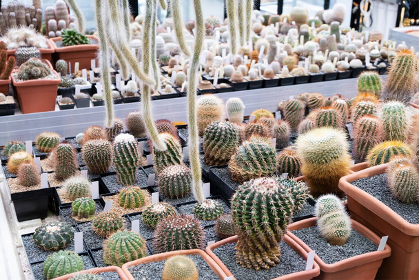 A variety of cactus plants on display at a cactus farm. Eco-friendly background in neutral colors with succulents potted plants. - Photo, Image