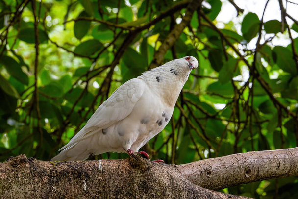 Close-up de um pombo bonito no parque - Foto, Imagem