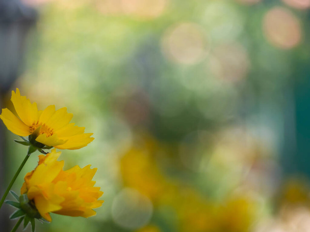 Nezaostřené abstraktní květinové pozadí s efektem bokeh. Světlé vícebarevné s převahou žluté a zelené barvy krásné pozadí nebo tapety. - Fotografie, Obrázek