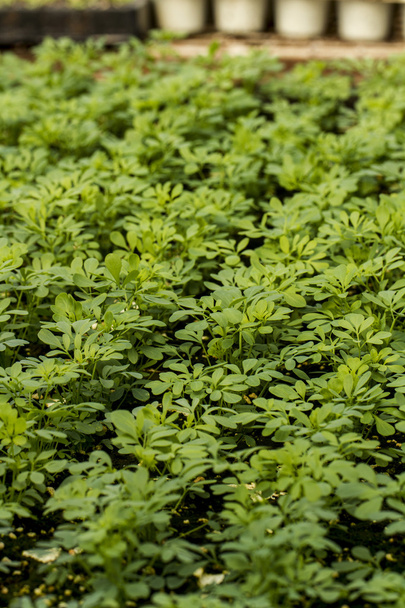 Suuri sisätiloissa vihreä kasvi lastentarha
 - Valokuva, kuva