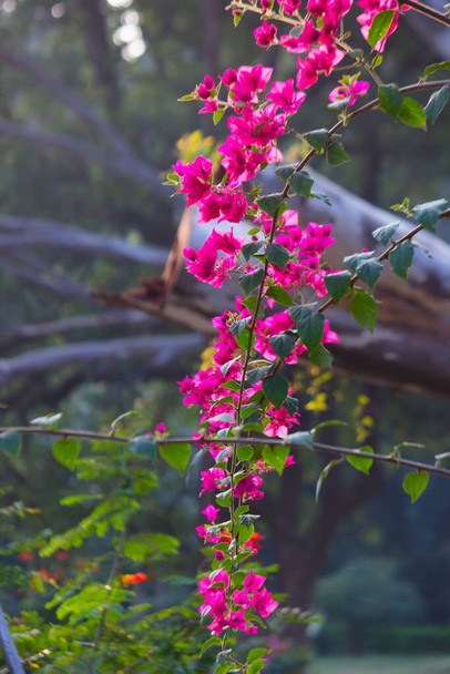Квітучий фон з квітів бугенвільї. Яскраво-рожеві квіти пурпурного бугенвілля як квітковий фон. Бугенвільська квітка текстура і фон. Крупним планом дерево Бугенвілля з квітами
 - Фото, зображення