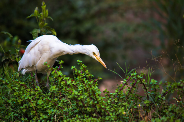 Bubulcus ibis ή Heron ή κοινώς γνωστό ως το Egret βοοειδών δει μεταξύ των φυτών λουλουδιών σε αναζήτηση παρασίτων για τα προς το ζην τους.. - Φωτογραφία, εικόνα