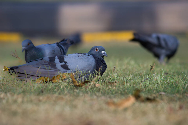 A Portrait of a Domestic Pigeon or also known as Rock Pigeon perched on the grass - Photo, Image