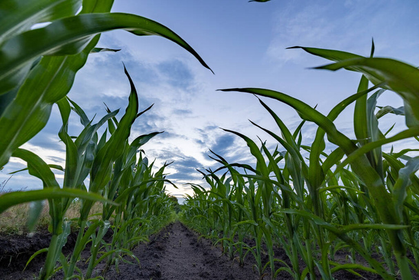кукурудзяне поле, силос. Крупним планом верхівки листя силосної кукурудзи проти блакитного неба. Кукурудза в кукурудзяному полі, низький кут огляду
 - Фото, зображення
