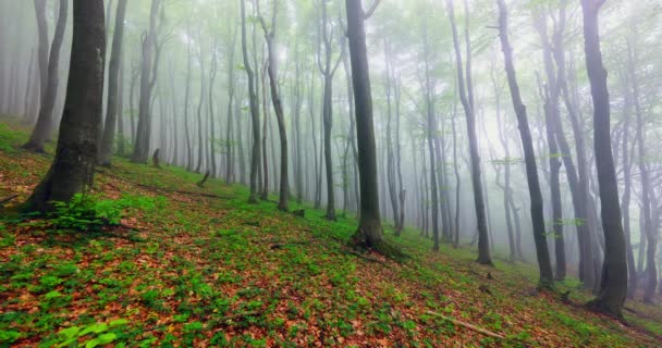 Mlhavý mystický les. Stromy v podzimním lese v mlze. - Záběry, video