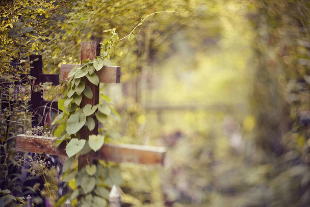 Blurry background with a wooden cross an overgrown ivy. It is photographed in the Free-Lensing equipment. - Φωτογραφία, εικόνα