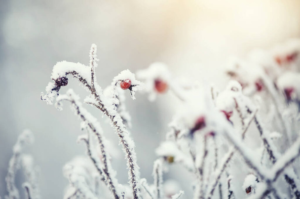 El fruto de la rosa de perro cubierto de escarcha y nieve en el invierno - Foto, Imagen