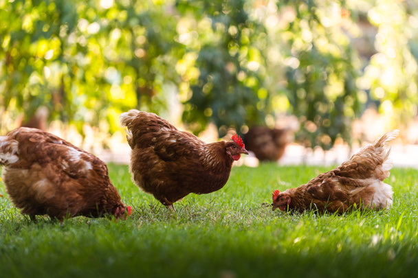 Rooster and Chickens. Free Range and Hens - Photo, Image