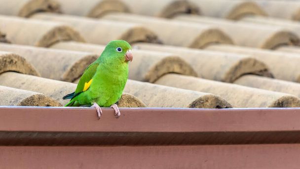 Un perroquet sur le toit de la maison. The Plain Parakeet. Espèce Brotogeris tyrica. C'est une perruche typique de la forêt atlantique brésilienne. Observation des oiseaux. - Photo, image