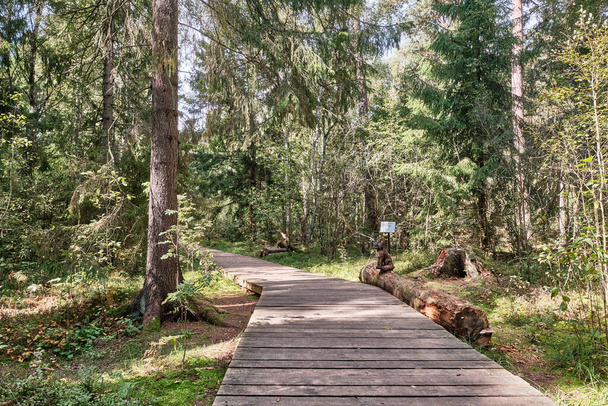 Sol en bois dans une forêt mixte, sentier écologique - Photo, image