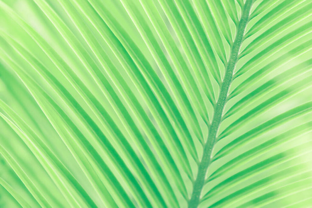 Nahaufnahme grüner tropischer Palmenblätter im Sonnenlicht. Abstrakte Linien und Streifen grüner Palmblätter gegen grüne Palmblätter verschwimmen im Hintergrund. Weicher Fokus für kreative Kulissen. - Foto, Bild