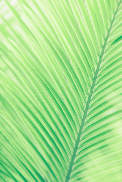 Close-up green tropical palm leaves in sunlight. Abstract lines and striped of green palm leaves against green palm leaves blurred in the backgrounds. Soft focus for creative backdrops. - Photo, Image