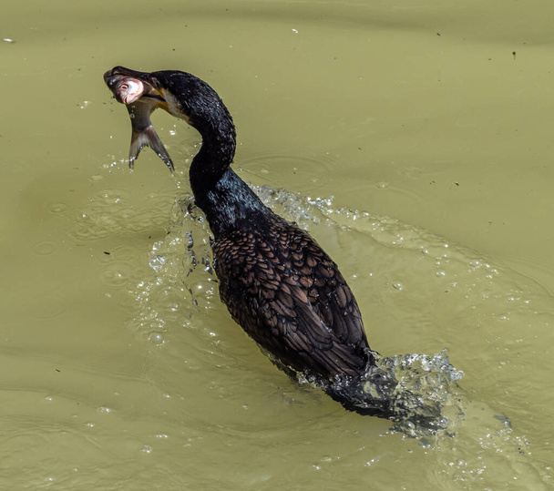 The great cormorant eating a fish. Phalacrocorax carbo known as the great black cormorant across the Northern Hemisphere, the black cormorant in Australia and the black shag in New Zealand - Photo, Image