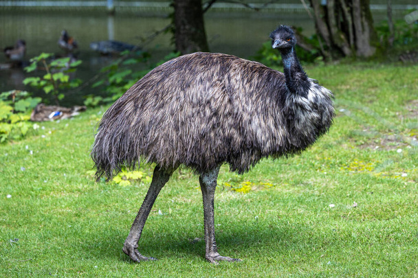 El emú, Dromaius novaehollandiae es el segundo ave viva más grande por altura, después de su pariente ratite, el avestruz. Es endémica de Australia - Foto, Imagen