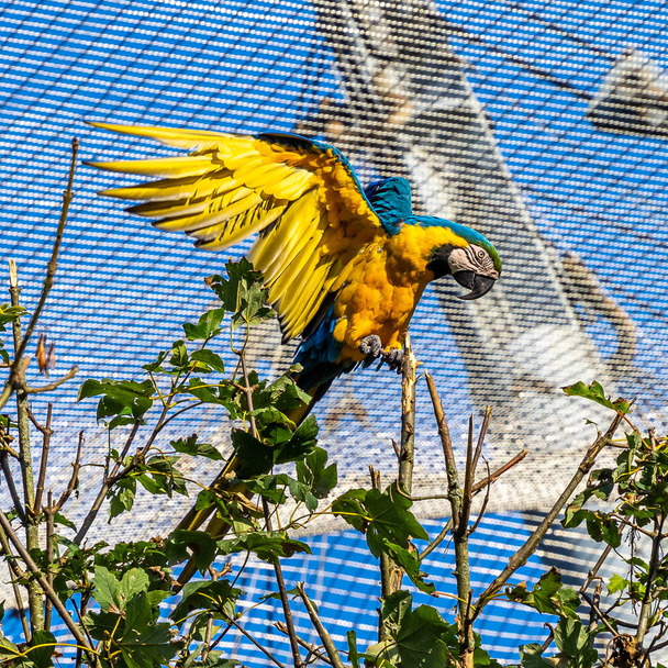 Mavi ve sarı papağan, Ara aratyası, mavi ve altın papağanı olarak da bilinir, çoğunlukla mavi üst kısımları ve açık turuncu alt kısımları olan büyük bir Güney Amerika papağanıdır. - Fotoğraf, Görsel