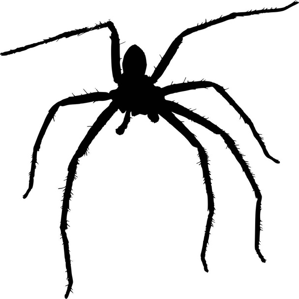 Vector silhouette of Spider on white background - Vector, Image