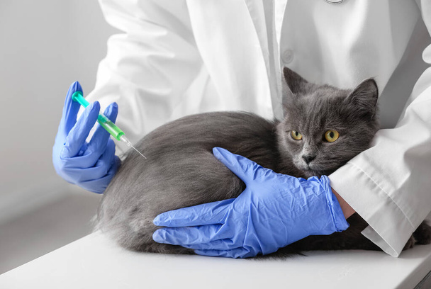 Κτηνίατρος γυναίκα που εμβολιάζει γκρίζα γάτα στην κλινική - Φωτογραφία, εικόνα