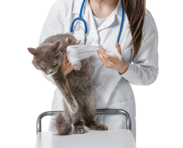Female veterinarian bandaging cat's paw on white background - Foto, Imagem