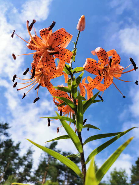 Näkymä kukinnan Lily Suikeat-tiikeri lilja (Latinalaisen Lilium lancifolium Thunb (Lilium tigrinum Ker-Gawl.) sadepisaroissa sinistä taivasta vasten pilvillä. - Valokuva, kuva