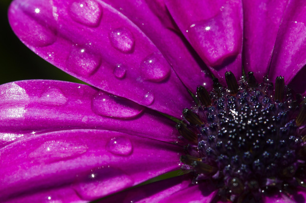 Flor de margarita violeta Osteospermum
 - Foto, Imagen