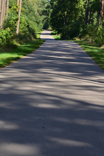 Estrada de asfalto entre prados e árvores em um dia ensolarado de outono. Outono. - Foto, Imagem
