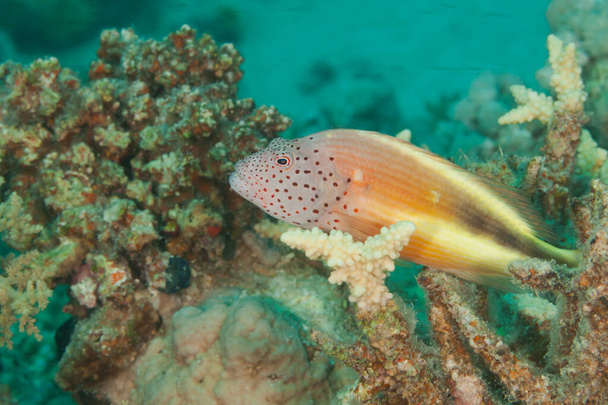 Peixe do Mar Vermelho. Peixe-falcão juvenil - Foto, Imagem