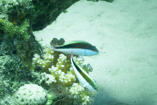 Fish of the Red sea. Juvenile hawkfish - Photo, Image