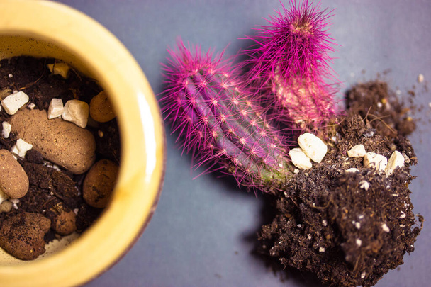 Trasplante de cactus rosado en casa. Potted cuidado de la planta del desierto sobre fondo gris plana. Una olla con vista al suelo y rocas. Cultivando, cultivando plantas en el jardín casero. Plantación de suculentas en interiores. - Foto, Imagen