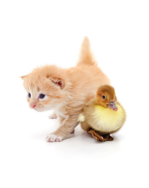 Kitten and ducklings isolated on a white background. - Fotografie, Obrázek