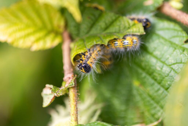 A portrait of a phalera bucephala caterpillar sitting on a leaf of a hazelnut tree. The insect is also called a buff-tip and  has white fur and is yellow with black stripes. It is crawling around. - Photo, Image