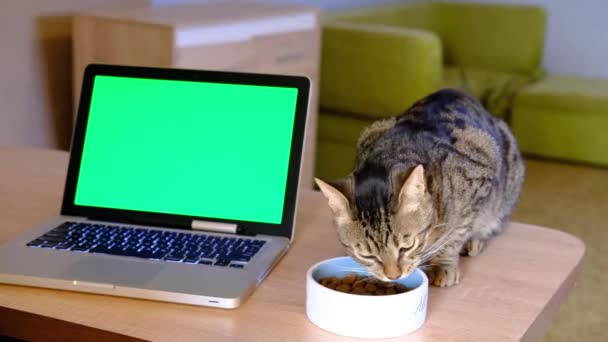 Gato comiendo de la placa en la mesa de madera cerca de cromakey pantalla verde en la computadora portátil de plata. - Imágenes, Vídeo