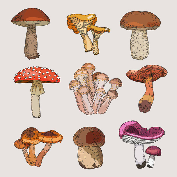 Мальовані гриби барвисте каракулеве сидіння
 - Вектор, зображення