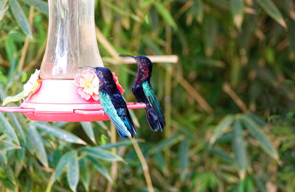 Os beija-flores -colibris visto na ilha da Martinica, Índias Ocidentais Francesas
. - Foto, Imagem