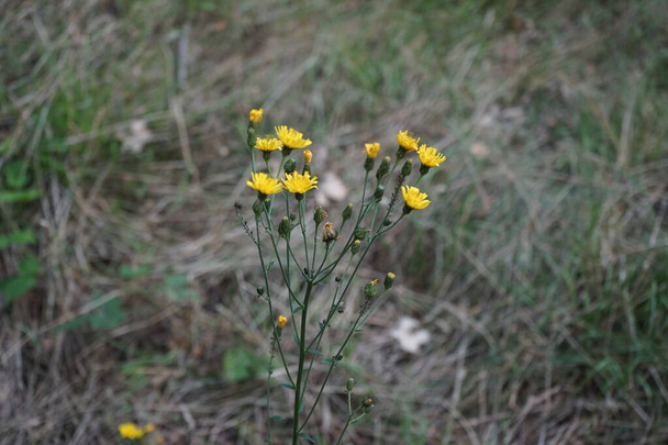 Crepis tectorum, commonly referred to as 'the narrowleaf hawksbeard' or 'narrow-leaved hawk's-beard', is an annual or winter annual plant between 30 and 100 centimetres in height. Berlin, Germany - Photo, Image