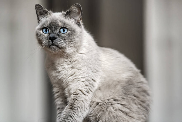 Older gray cat with piercing blue eyes, sitting on wooden floor, shallow depth of field photo - Foto, Bild