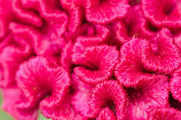 Celosia o flores de lana o flor de peine de gallo
 - Foto, Imagen