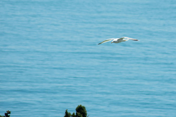 eine große weiße Möwe fliegt über das Meer - Foto, Bild