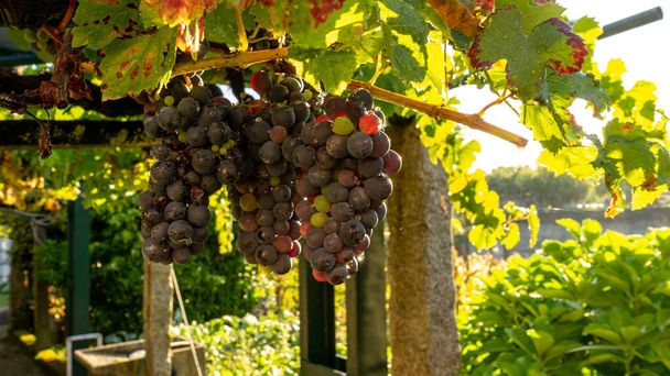 uvas rojas en la vid ya maduras a la espera de ser recogidas para efectuar la fermentación del vino - Foto, imagen