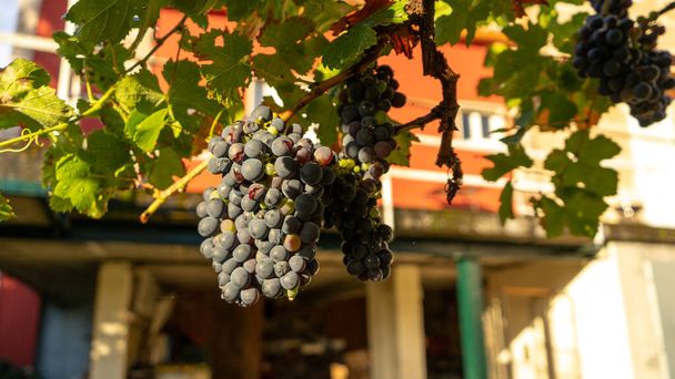raisins rouges sur la vigne déjà mûrs en attente d'être collectés pour faire la fermentation du vin - Photo, image