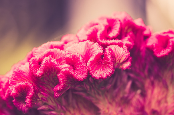 yün veya celosia çiçek veya cockscomb çiçek vintage - Fotoğraf, Görsel