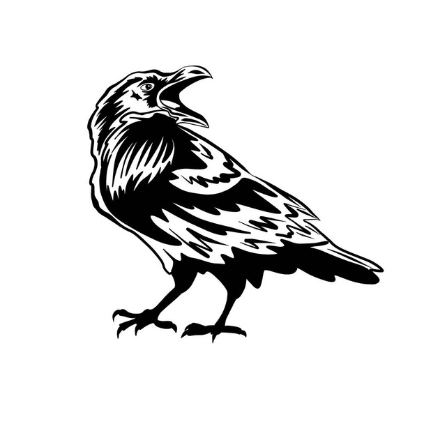 Cuervo negro o cuervo. La silueta de un pájaro sobre fondo blanco. El símbolo de Halloween y el cementerio. Depredador y carroñero - Foto, imagen