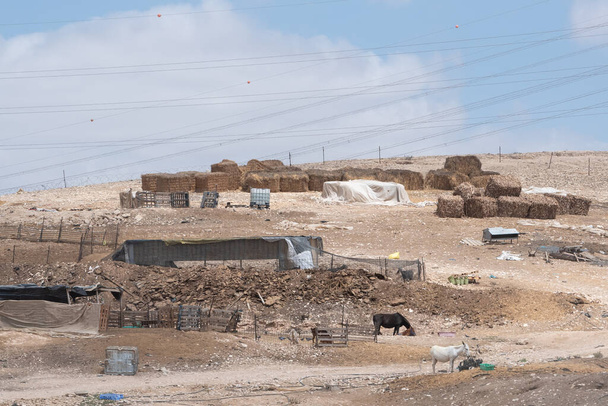 Πρωτόγονες κατοικίες και ζώα Βεδουίνων στην έρημο Negev στο νότιο Ισραήλ. - Φωτογραφία, εικόνα